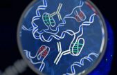 La doble hélice no es la única forma del ADN: hallan una estructura cuádruple en células humanas vivas
