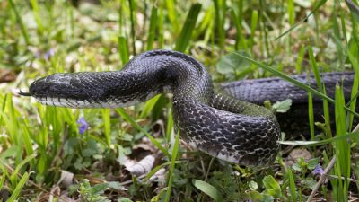 Serpientes con patas: la evolución marcó la diferencia
