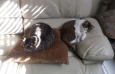 Día del Animal