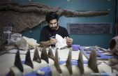 Paleontólogos y técnicos reconstruyen rica historia animal de Argentina