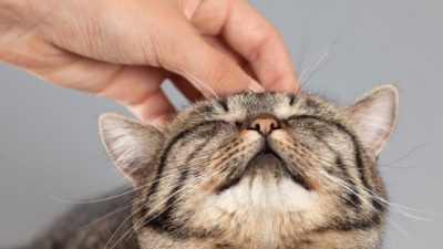 Generador de ronroneo de gatos: Sonidos de ronroneo gatuno para relajar