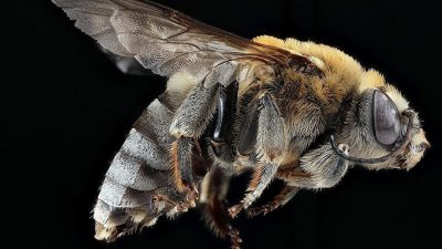 Las abejas robóticas, a punto de conquistar Marte