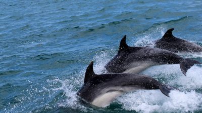 Los mamíferos marinos bucean de forma diferente a lo que se pensaba