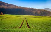 ¿Vacunar vegetales agrícolas en vez de aplicarles pesticidas?