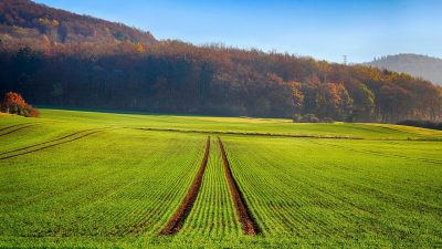 ¿Vacunar vegetales agrícolas en vez de aplicarles pesticidas?