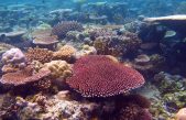La Gran Barrera de Coral muestra sus armas para resistir al cambio climático un siglo