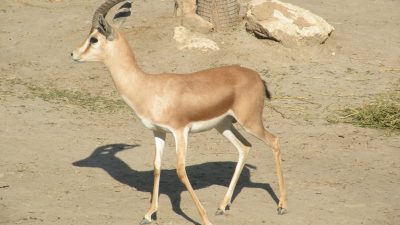 Las guerras amenazan la fauna de los desiertos del Sáhara y el Sahel