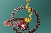 Fabrican un nanomotor con ADN