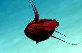 Descubren una “extraña” criatura en el golfo de México