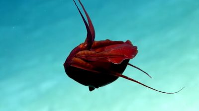 Descubren una “extraña” criatura en el golfo de México