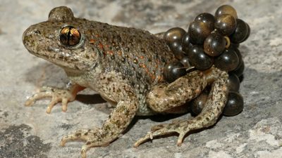 Un ‘spotify’ de cantos de ranas para luchar contra el cambio climático