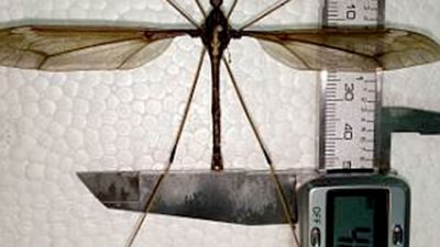 Hallado mosquito supergrande en suroeste de China