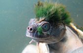 Tortuga ‘punk-rock’ tiene ‘pelo’ verde pero está a punto de desaparecer
