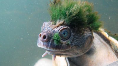 Tortuga ‘punk-rock’ tiene ‘pelo’ verde pero está a punto de desaparecer
