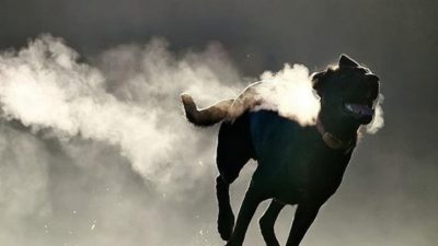 Economía del agua en animales terrestres