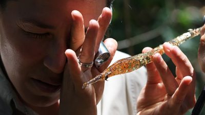 ¿El ámbar engaña a los paleontólogos?