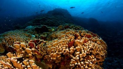 Una característica que protege a los corales contra el temible blanqueamiento