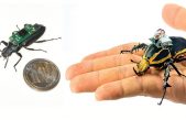 Científicos convierten escarabajos en cíborgs voladores que podrían salvar vidas en el futuro