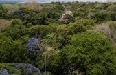 La selva amazónica dio origen a la región tropical más diversa del mundo