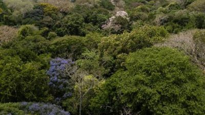 La selva amazónica dio origen a la región tropical más diversa del mundo