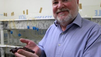 Transfieren recuerdos entre cerebros de caracoles marinos