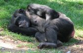 Las camas de los chimpancés están más limpias que las nuestras