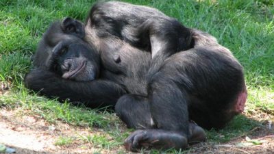 Las camas de los chimpancés están más limpias que las nuestras