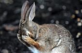 Comedy Wildlife Photography 2018: Fotos divertidas de animales salvajes