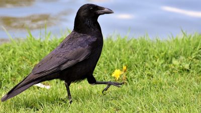 Los pájaros son mucho más listos de lo que pensamos