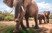 Detectores de terremotos para proteger a los elefantes de la caza furtiva