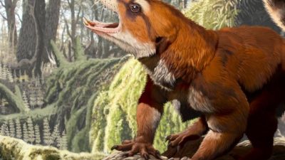 Un fósil revela que Pangea se separó 15 millones de años más tarde