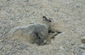 El sexto sentido de las hormigas del desierto