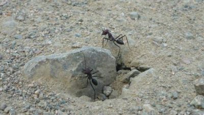 El sexto sentido de las hormigas del desierto