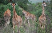 Las jirafas vuelven a sorprender a los científicos