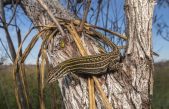 Inventario de nuevas especies descubiertas en la zona protegida con mayor biodiversidad del mundo