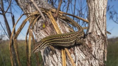 Inventario de nuevas especies descubiertas en la zona protegida con mayor biodiversidad del mundo