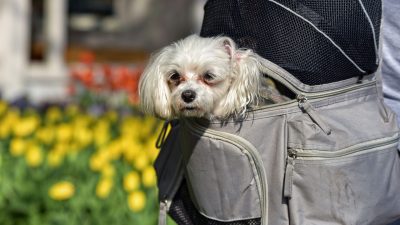 Los millennials se niegan a tener mascotas por miedo a perderlas