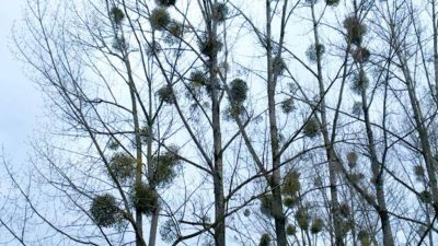 El misterio que hace única a la planta de los besos