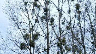 El misterio que hace única a la planta de los besos