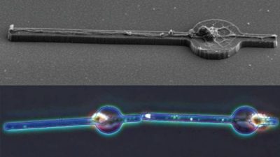 Construcción artificial de un cerebro conectando neuronas vivas