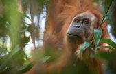 Las diez nuevas especies más impactantes del año