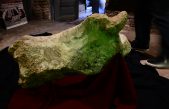 Descubren un perezoso gigante de 700 mil años de antigüedad en San Pedro