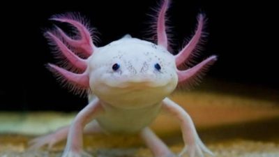 La salamandra mexicana, el anfibio que tiene la clave para que los paralíticos vuelvan a caminar