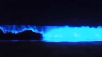 Un extraño fenómeno natural tiñe las playas de California de azul fluorescente