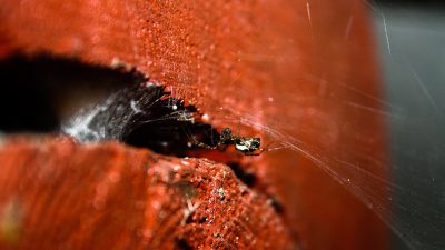 Por qué no deberías matar a las arañas de tu hogar