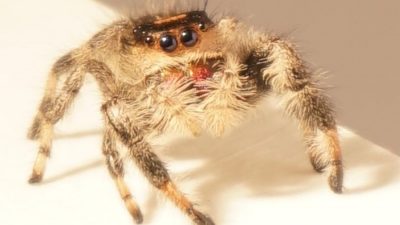 Los científicos entrenan a una araña saltadora con el objetivo de crear microrrobots ágiles