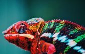 El camaleón inspira un nuevo nanoláser que cambia de color