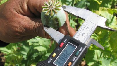Día Internacional de la Lucha contra el Uso Indebido  y el Tráfico Ilícito de Drogas