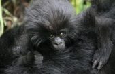 Buenas noticias para los gorilas de montaña