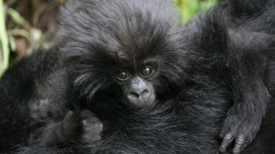 Buenas noticias para los gorilas de montaña